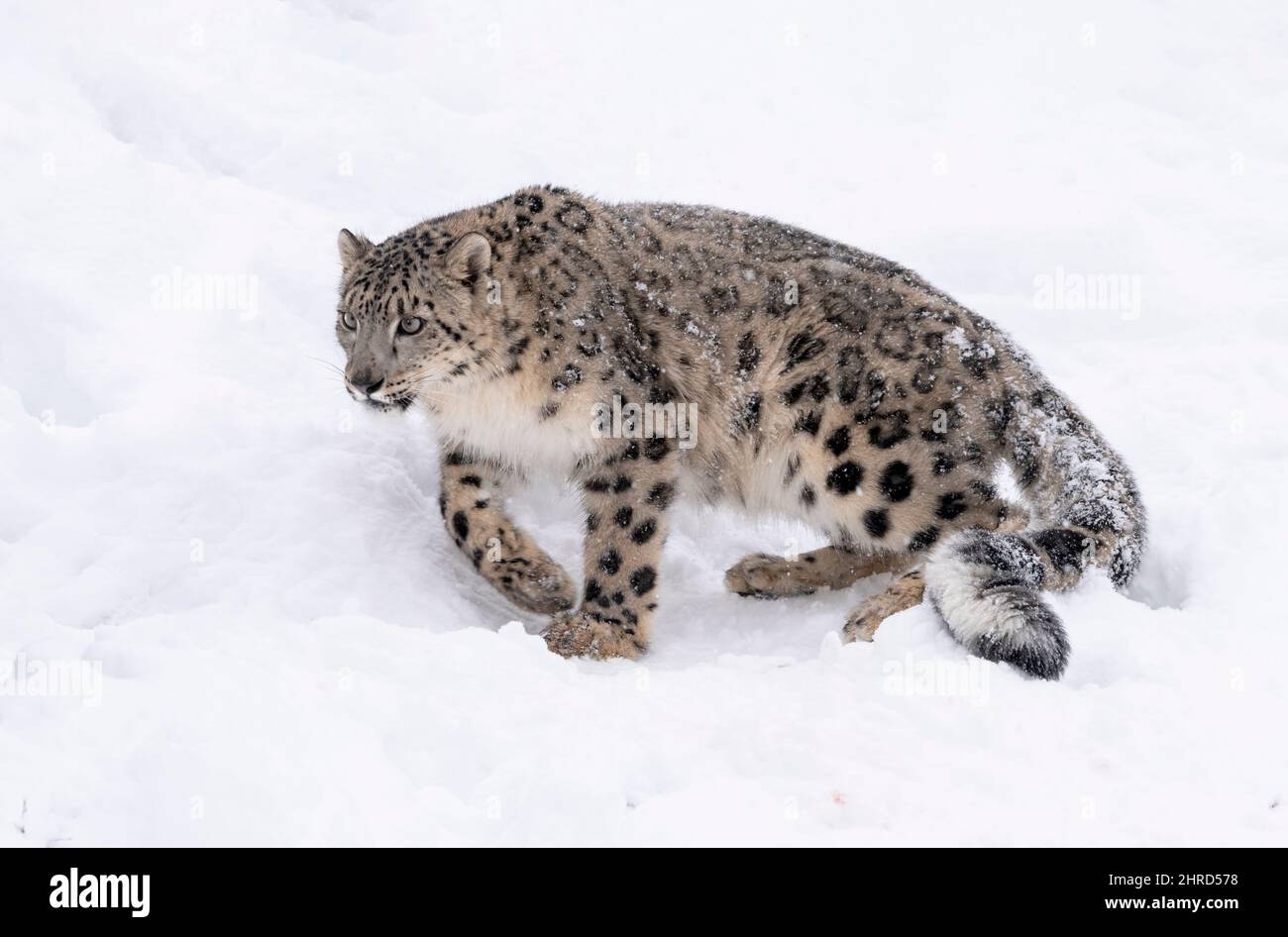 Schneeleopard; Panthera uncia; Winter; große Katze Stockfoto