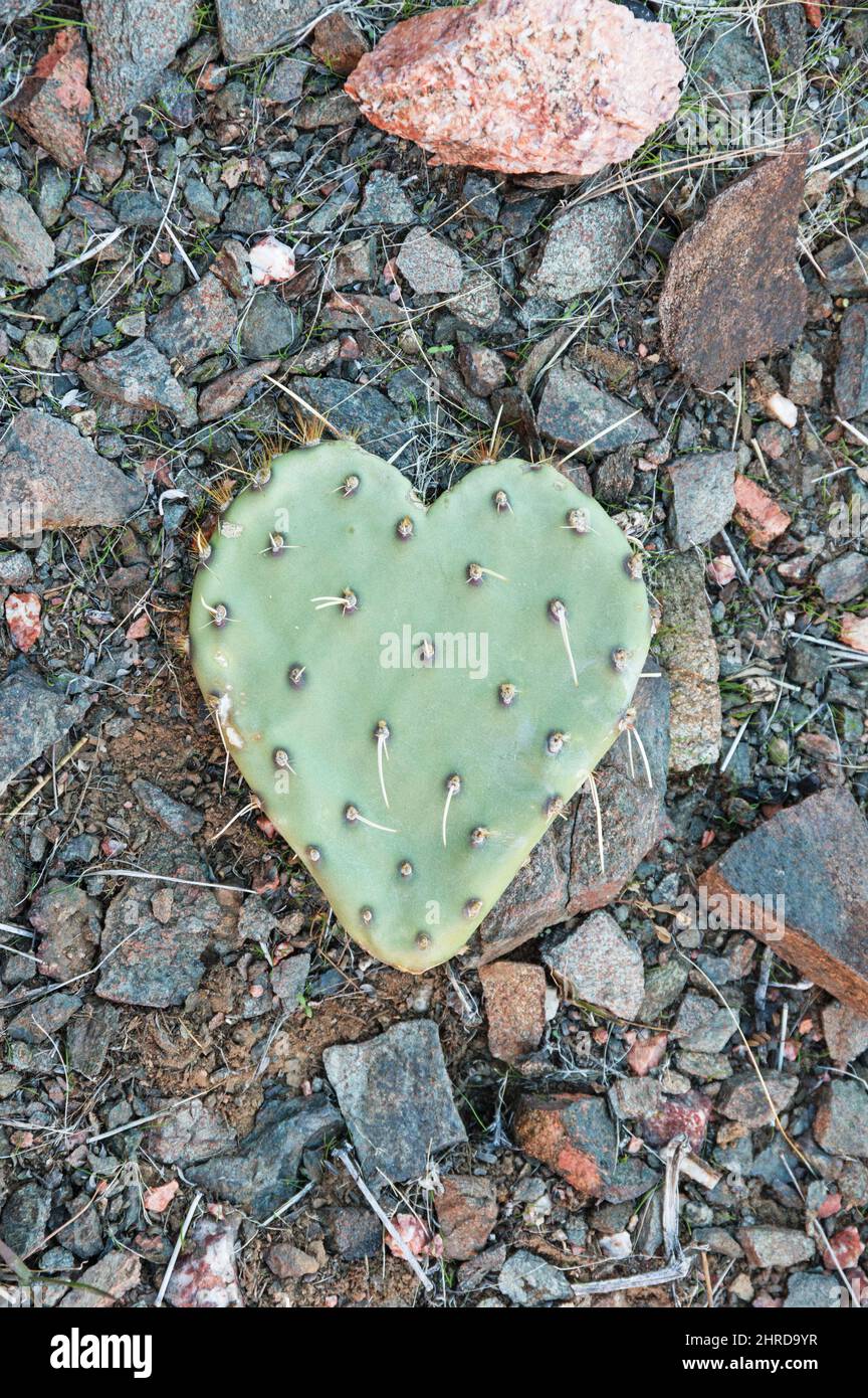 Herzförmige Kaktuskissen mit Kaktuskaktus in Kaktusform, die auf steinigem Boden sitzt Stockfoto