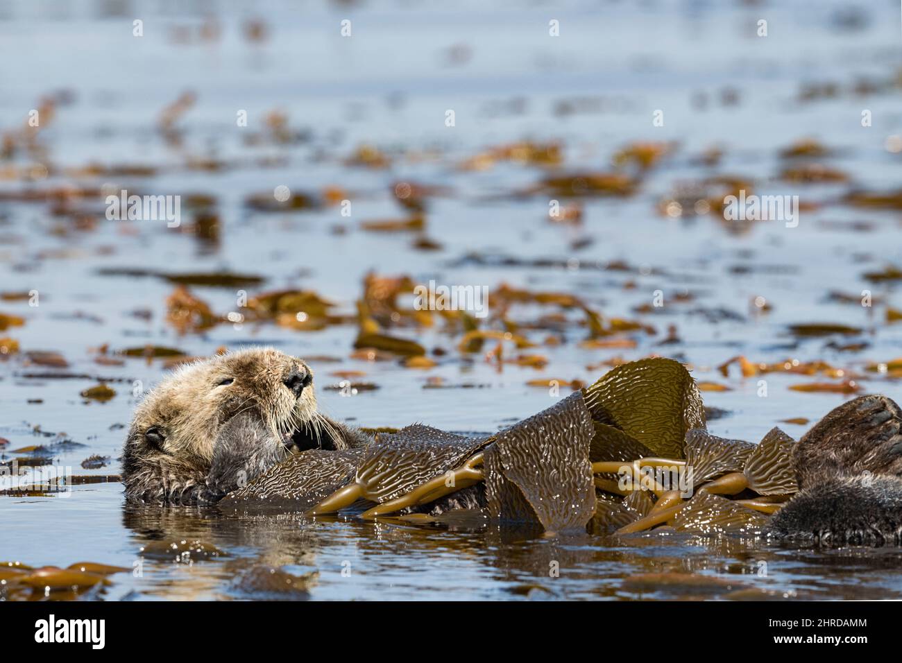 Kalifornischer Seeotter, Enhyrdra lutris nereis ( bedrohte Arten ), in Seetang eingewickelt, um sich während der Ruhephase an Ort und Stelle zu halten, Monterey Bay, Kalifornien Stockfoto