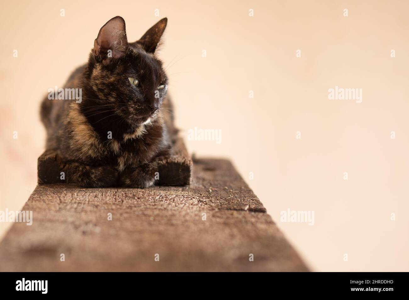 Goiânia, Goias, Brasilien – 21. Februar 2022: Eine carey-Katze, die auf einer hölzernen Oberfläche mit einem weichen farbigen Hintergrund liegt. Tortoiseshell-Katze. Stockfoto