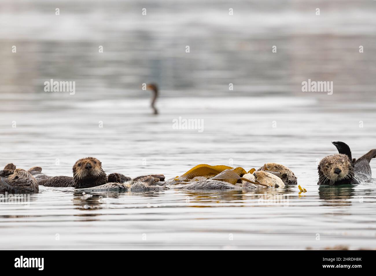 Ein Floß kalifornischer Seeotter, Enhyrdra lutris nereis. Ruhen Sie sich aus, während Sie in riesigen Seetang gehüllt sind, der sie davon abhält, wegzutreiben; Morro Bay, Kalifornien Stockfoto