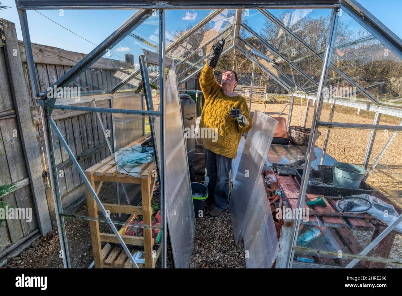 Frau putzt Gewächshaus und ersetzt Glas gebrochen in Winterstürmen, bereit für die Frühjahrssaison. Stockfoto