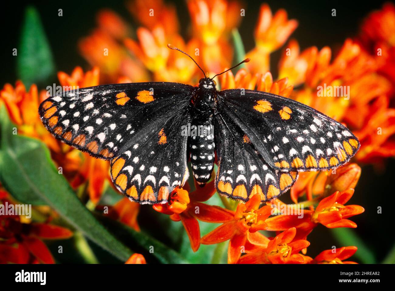 2000S BALTIMORE CHECKERSPOT SCHMETTERLING EUPHYDRYAS PHAETON SCHWARZ UND ORANGE NACH DEM ERSTEN LORD BENANNT BALTIMORE AUF ORANGER BLÜTE - KI10748 RSS001 HARS MARYLAND GENANNT ALTMODISCH SELTEN Stockfoto