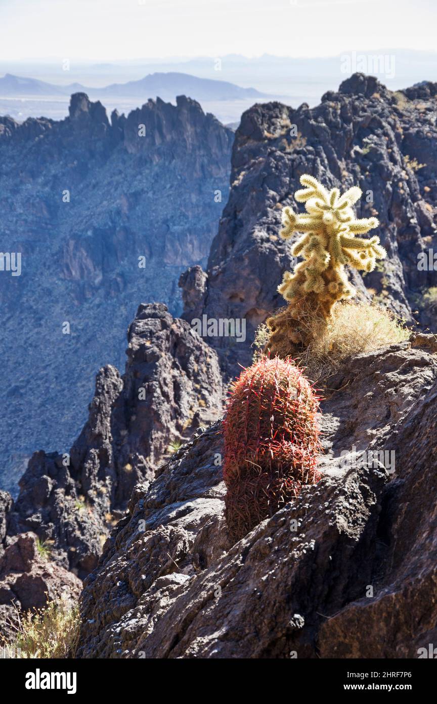 cholla und Fasskaktus wachsen auf einem felsigen Bergrücken in den Whipple Mountains in Kalifornien Stockfoto