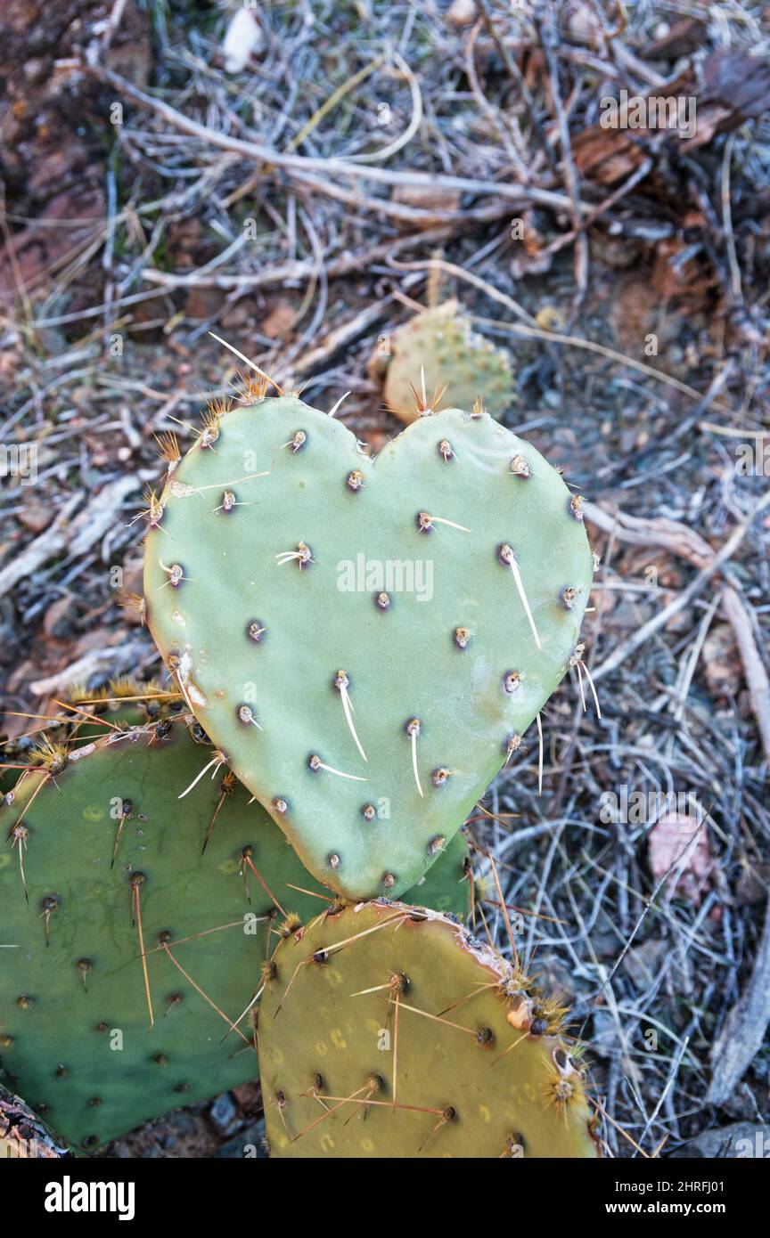 Ein herzförmiges Kaktuskissen in Form eines Biberschwanzes, das stachelige Liebe repräsentiert Stockfoto