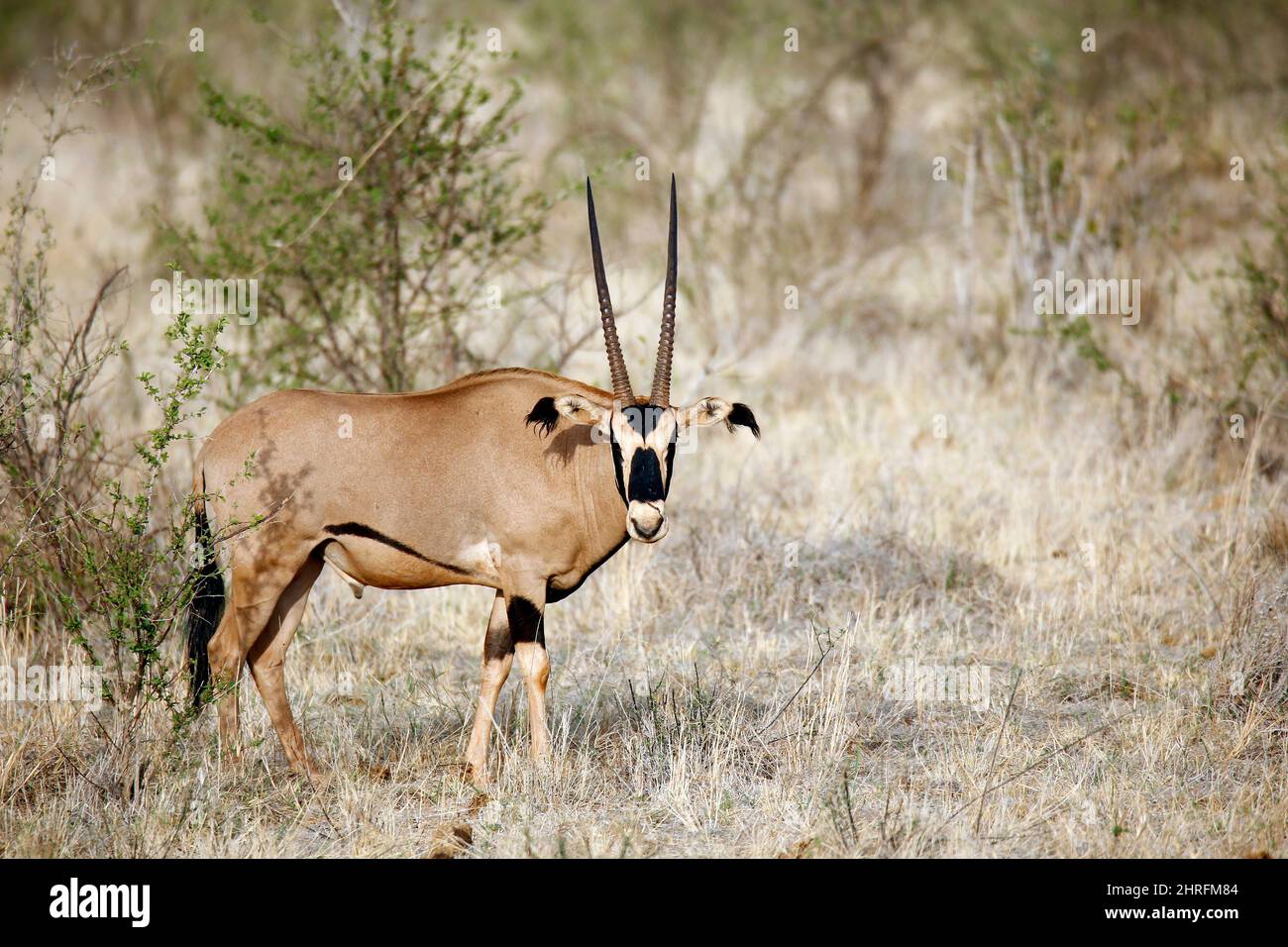 Ostafrikanischer Oryx (Oryx beisa, auch bekannt als Beisa). Tsavo East, Kenia Stockfoto