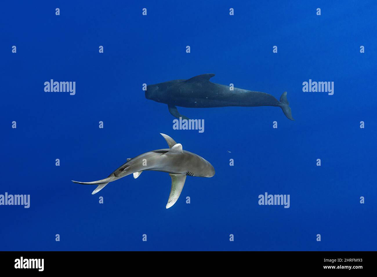 Ozeanischer Weißspitzenhai, vom Aussterben bedrohte Arten (IUCN), der eine Gruppe kurzflockiger Pilotwale begleitet, Globicephala macrorhynchus, Kona Hawaii Stockfoto
