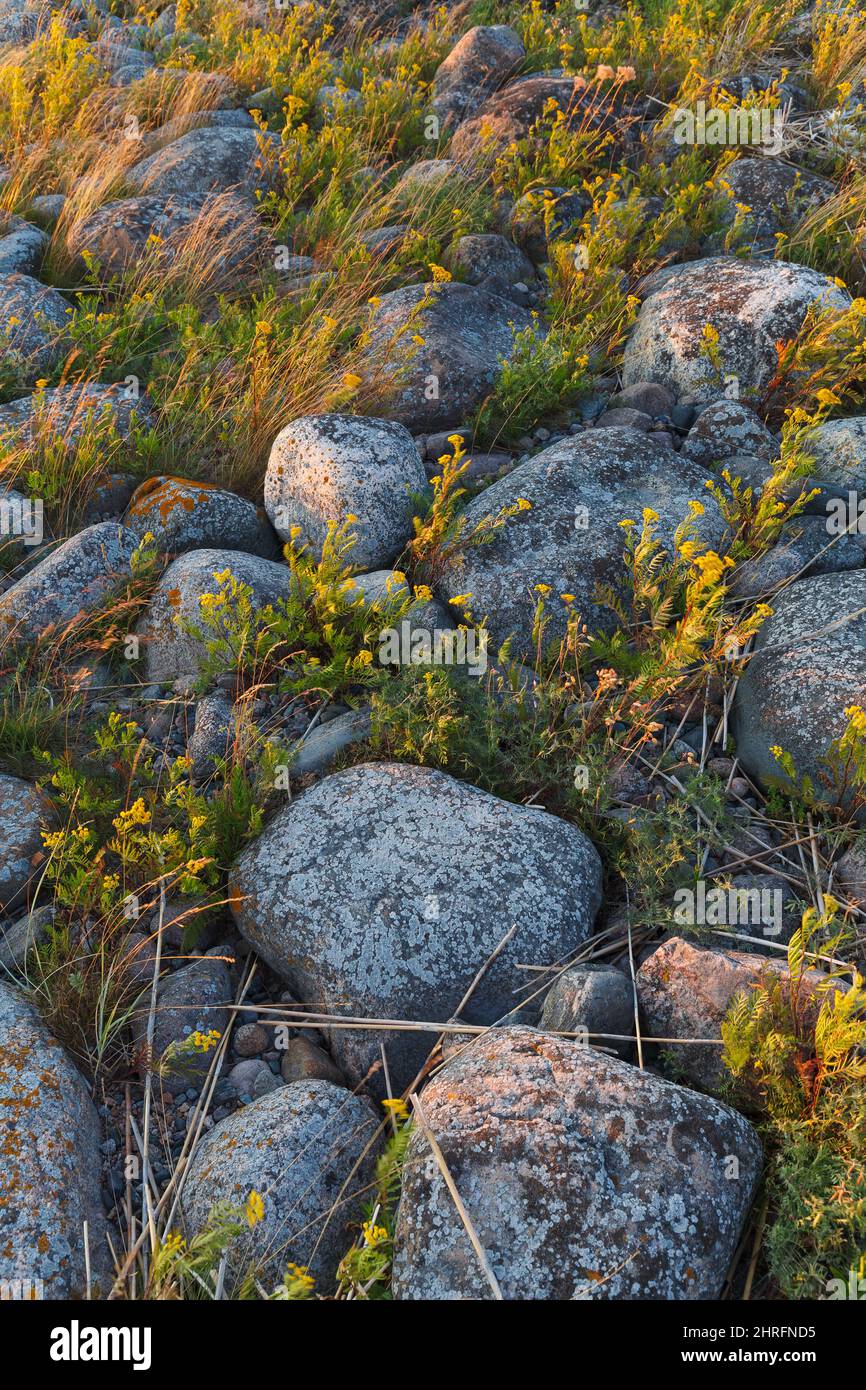 Moos und Gras bedecken die Lücken zwischen den an der Küste liegenden Felsbrocken. Nordeuropa. Stockfoto