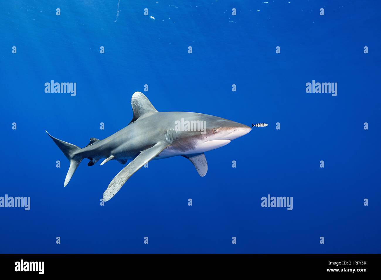 Ozeanischer Weißspitzenhai, vom Aussterben bedrohte Arten (IUCN), mit einem Commensal-Pilotfisch, Naucrates ductor, vor der Nord-Kona-Küste der Hawaii-Insel Stockfoto