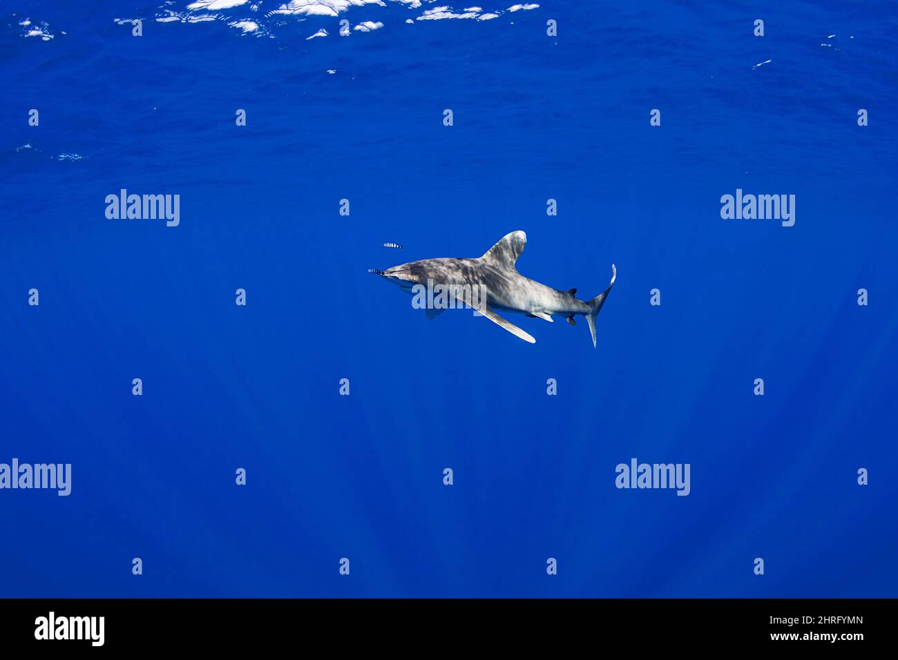 Ozeanischer Weißspitzenhai, vom Aussterben bedrohte Arten (IUCN), begleitet von dem Commensal Pilot fish, Naucrates ductor, vor der Nord-Kona-Küste von Hawai Stockfoto