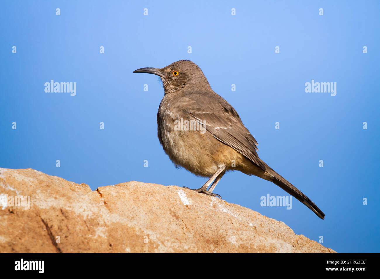 Porträt eines Curve-billed Thrasher mit orangefarbenen Augen Stockfoto