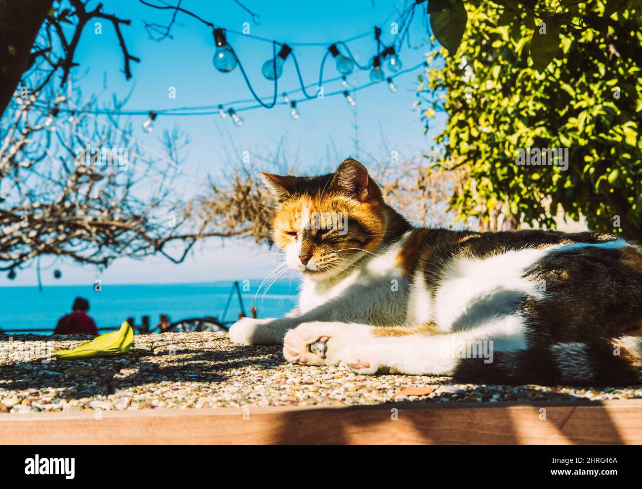 Eine weiße Katze mit roten Flecken ruht im Schatten der Bäume. Stockfoto