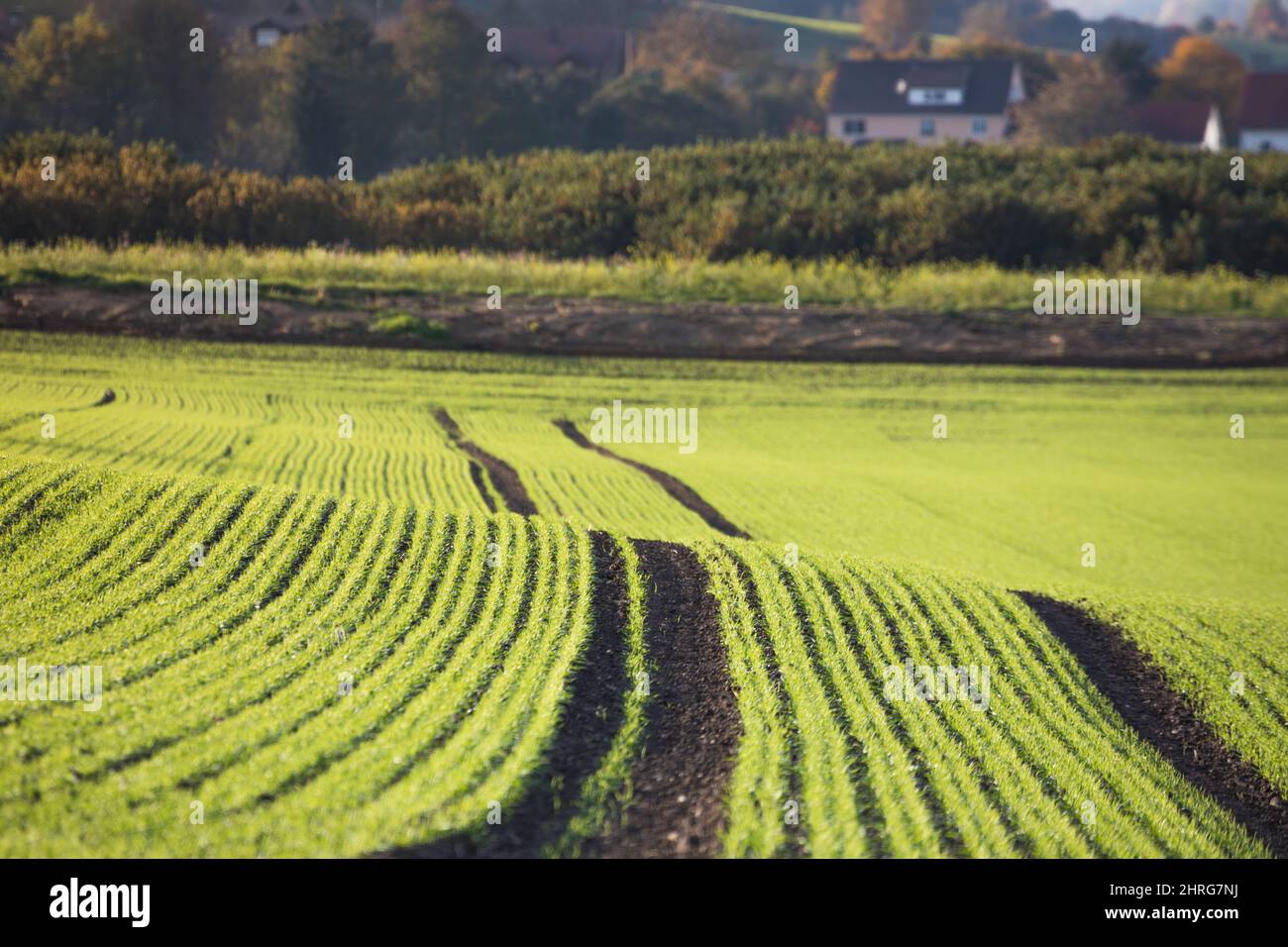 Schöne Aufnahme einer großen grünen Wiese bei Tageslicht Stockfoto