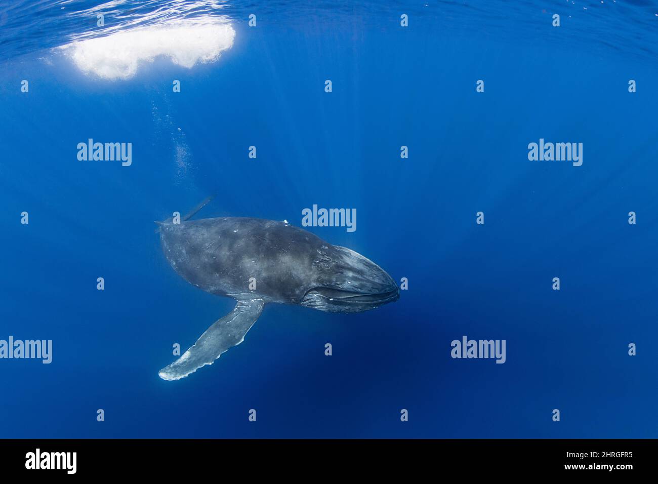 Neugieriger junger Buckelwal, Megaptera novaeangliae, mit teilweise geöffnetem Mund, mit am Oberkiefer hängender Baleen-Platte, Kona, Hawaii Stockfoto