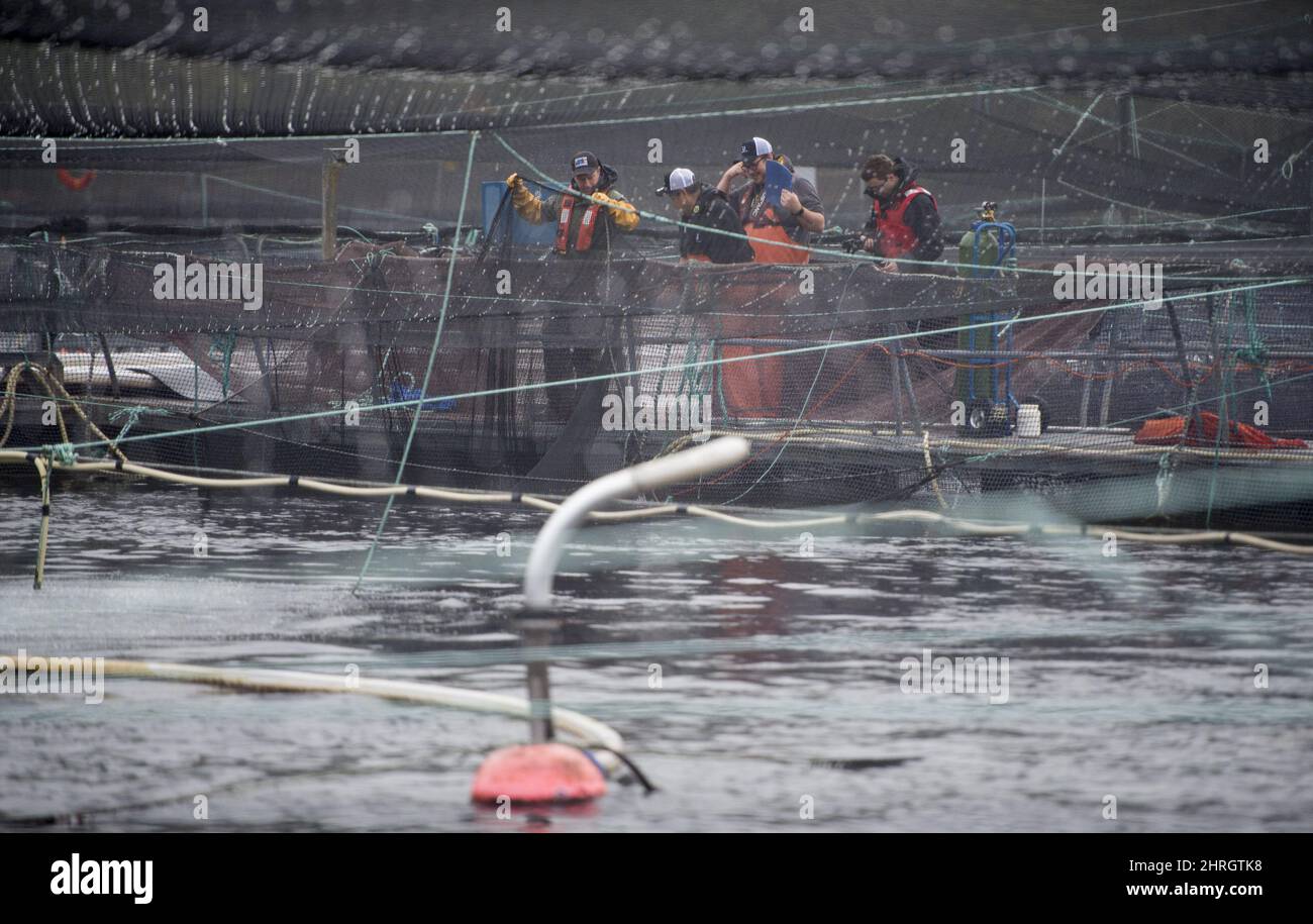 Der Wasserwissenschaftler Shawn Stenhouse wird gesehen, wie er während eines Audits des Fischereiministeriums und der Ozeane in der Fischfarm Okisollo in der Nähe des Campbell River, B.C. am Mittwoch, den 31. Oktober 2018, Netze aus einem Lachsfischbecken zieht. Mitglieder des DFO besuchen regelmäßig Farmen in der Umgebung von British Columbia, um sicherzustellen, dass die Gesundheit der Lachspopulationen in Fischfarmen dem Standard entspricht. DIE KANADISCHE PRESSE /Jonathan Hayward Stockfoto