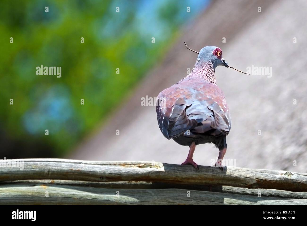 Flecktaube (Columba guinea) oder afrikanische Felstaube mit typischen roten Kreisen um die Augen, die einen Zweig im Schnabel halten. Botswana. Stockfoto