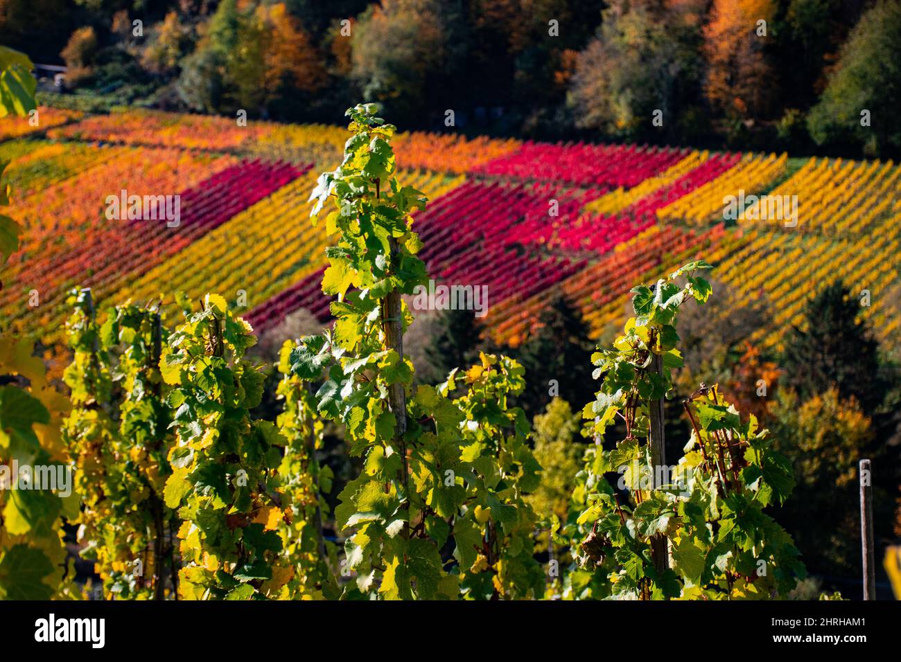 Weinberge zur Herbstzeit mit bunten Blättern im Sonnenschein Stockfoto
