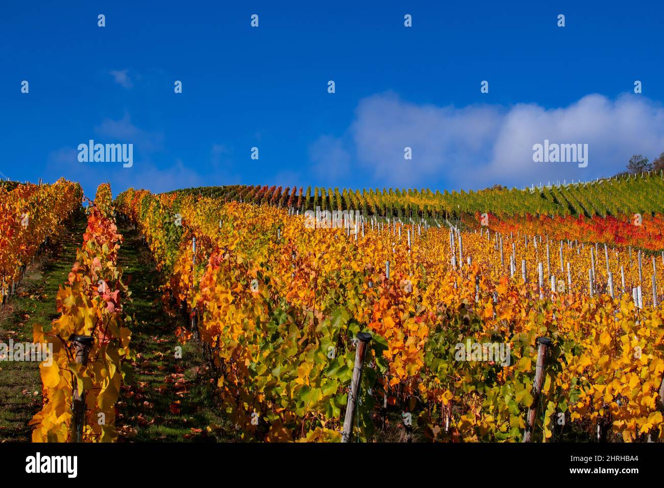 Weinreben mit bunten Herbstblättern im Sonnenschein Stockfoto
