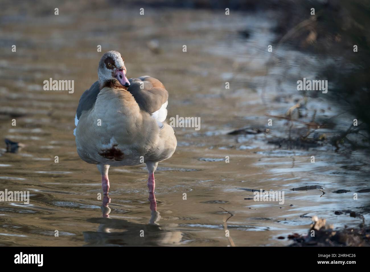 Ägyptische Gans watten nur um seichtes Wasser herum Stockfoto