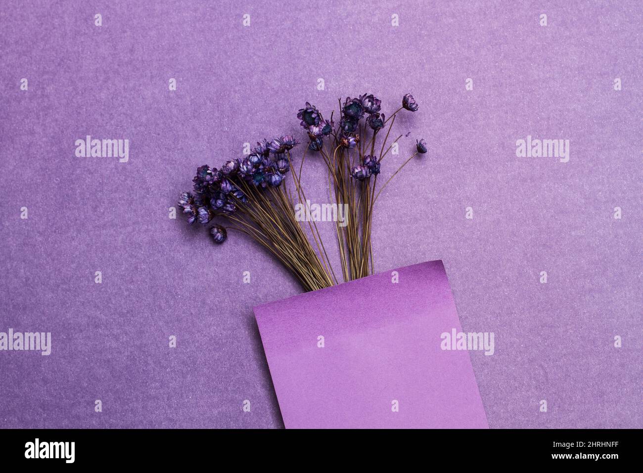 Kleiner trockener lila Blumenstrauß auf einem lila Hintergrund mit Kopierraum Stockfoto