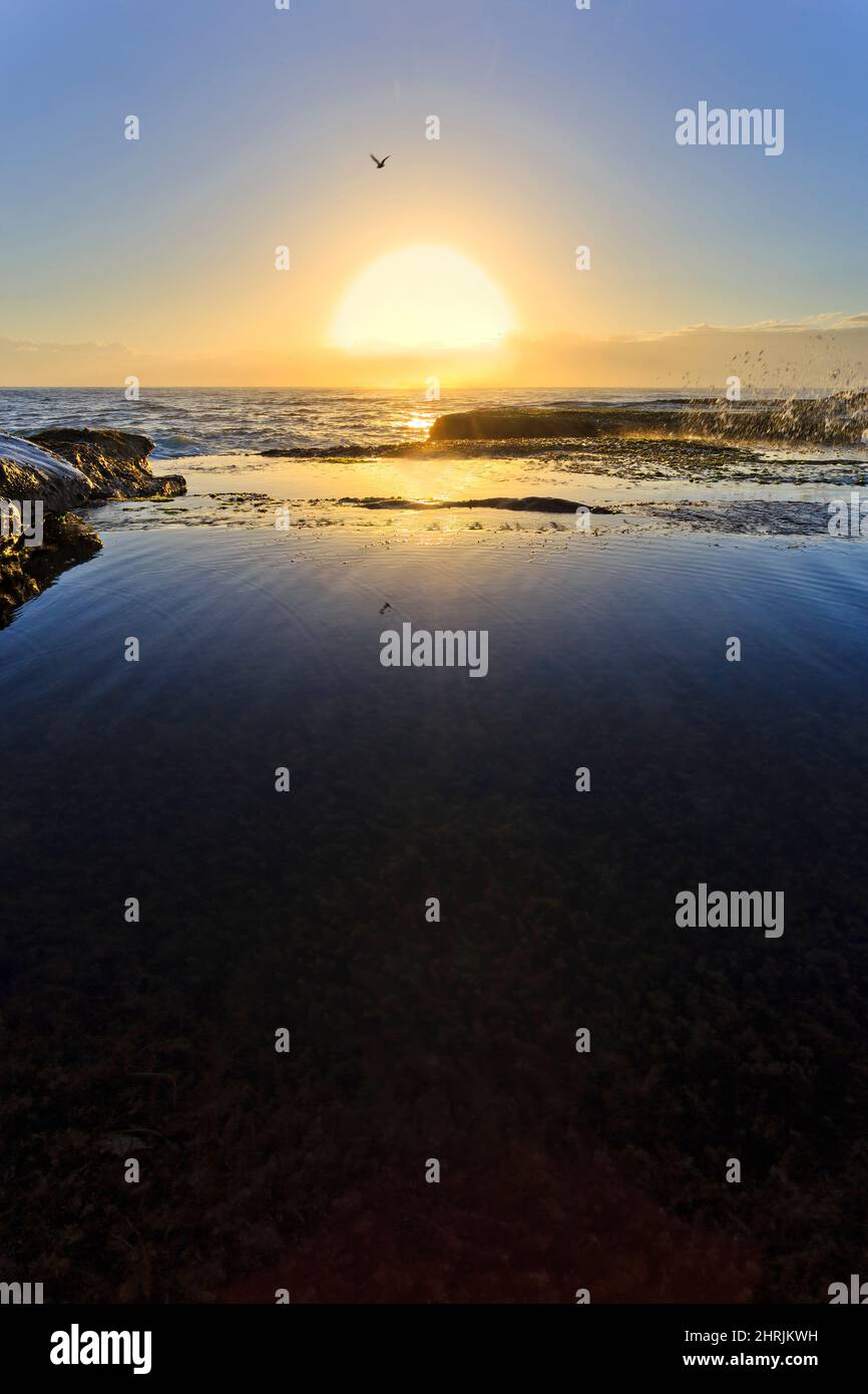 Einsame Möwe über aufgehender Sonne an der Pazifikküste Australiens - Curl Curl Beach in Sydney. Stockfoto