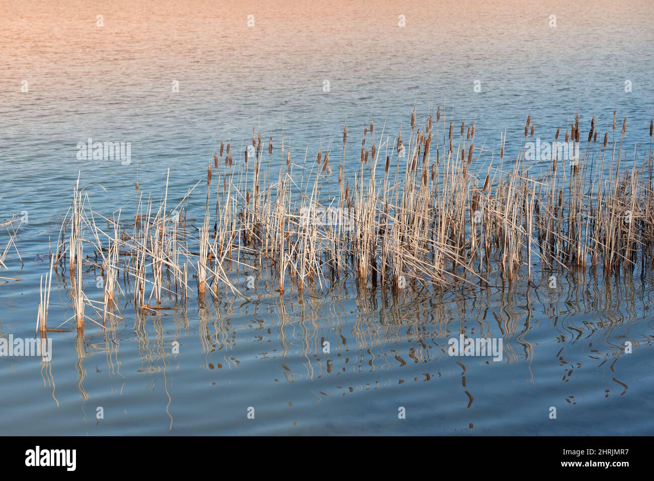 Im Winter steht trockenes Schilf im Wasser des Sees. Im Hintergrund wird das Wasser von der untergehenden Sonne rot Stockfoto