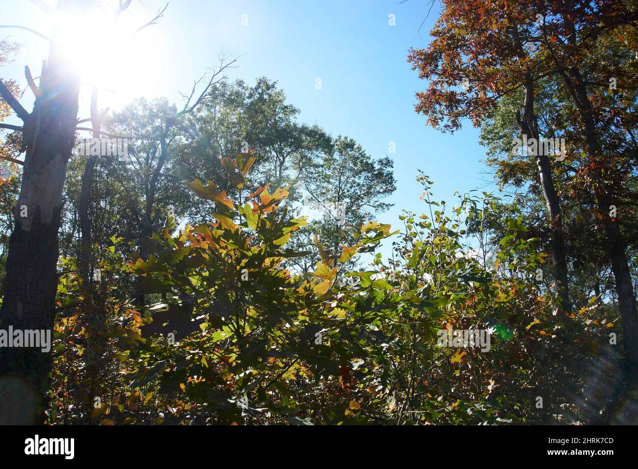 Kettle Moraine State Park Southern Unit Stockfoto