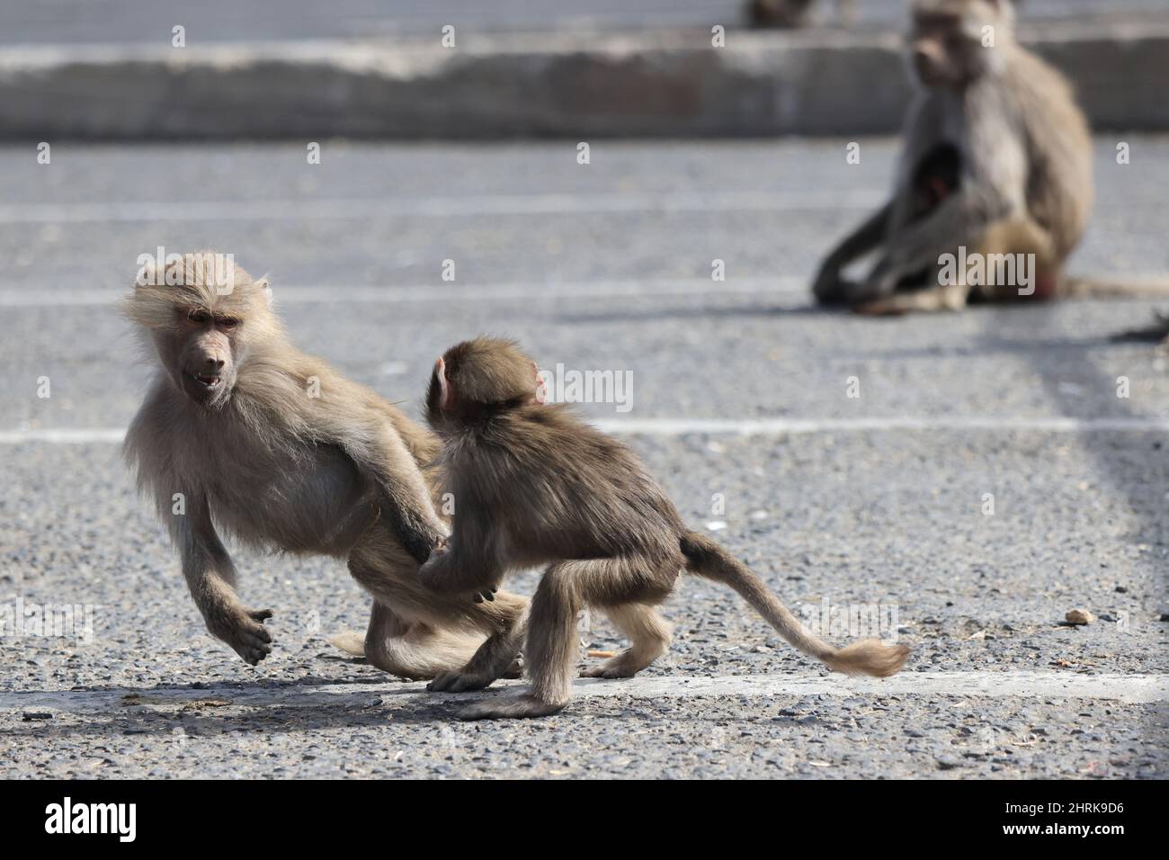 Asir, Saudi-Arabien. 25.. Februar 2022. Hamadryas Paviane werden am 25. Februar 2022 auf den Bergen von Abha in Asir, Saudi-Arabien, gesehen. Quelle: Wang Haizhou/Xinhua/Alamy Live News Stockfoto