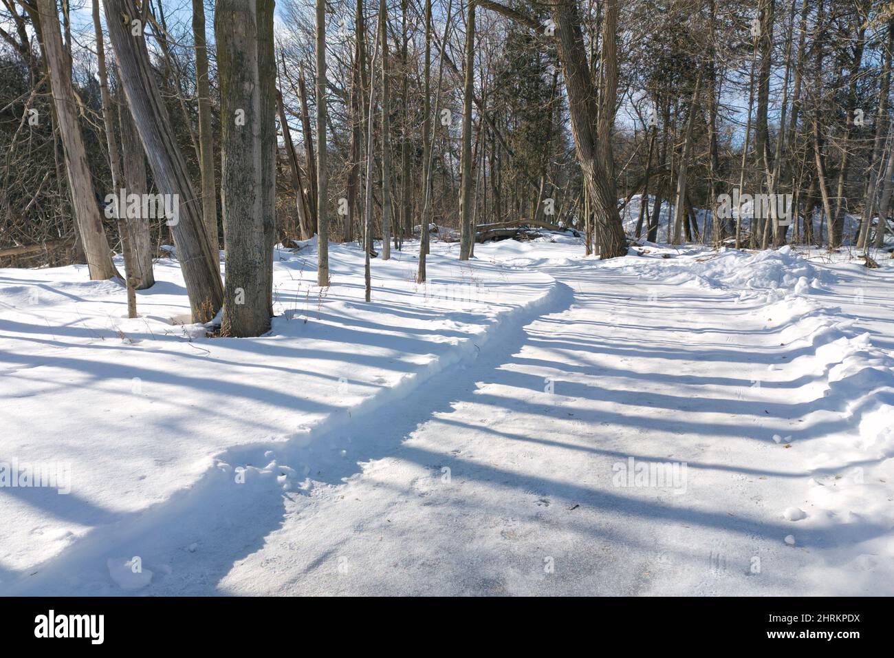 Schatten der Bäume im Wald im Winter. Sonnenlicht, das durch die Bäume guckt Stockfoto