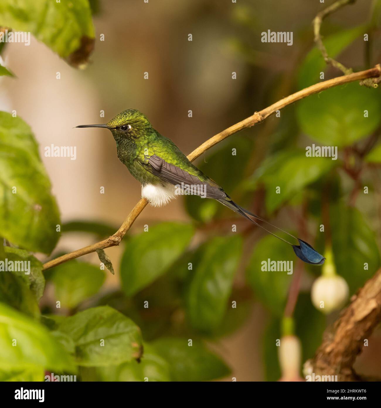 Zwergschwanzhummingbird in Ecuador Stockfoto