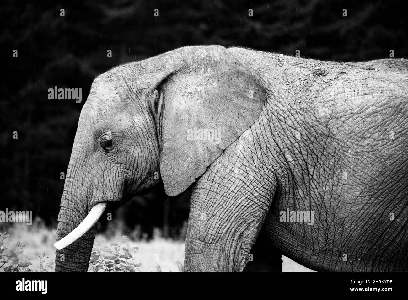 Knysna Forest Elephant im Knysna Elephant Park in Plettenberg Bay, Südafrika Stockfoto