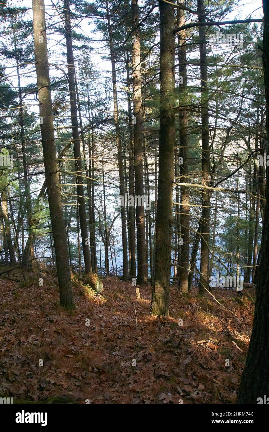 Pentenwell Bluff in Necedah, Wisconsin. Stockfoto