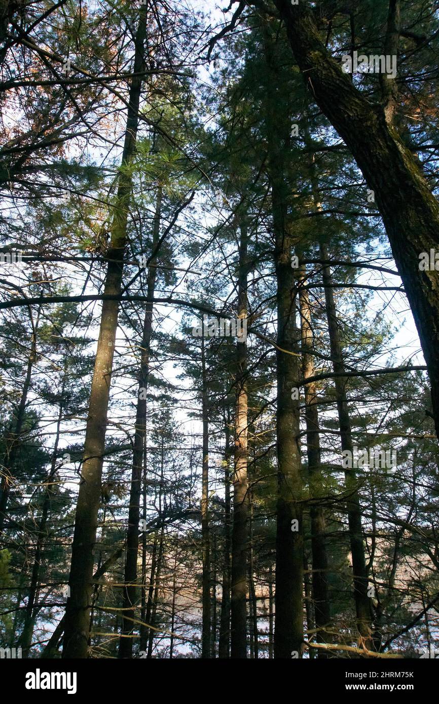 Pentenwell Bluff in Necedah, Wisconsin. Stockfoto