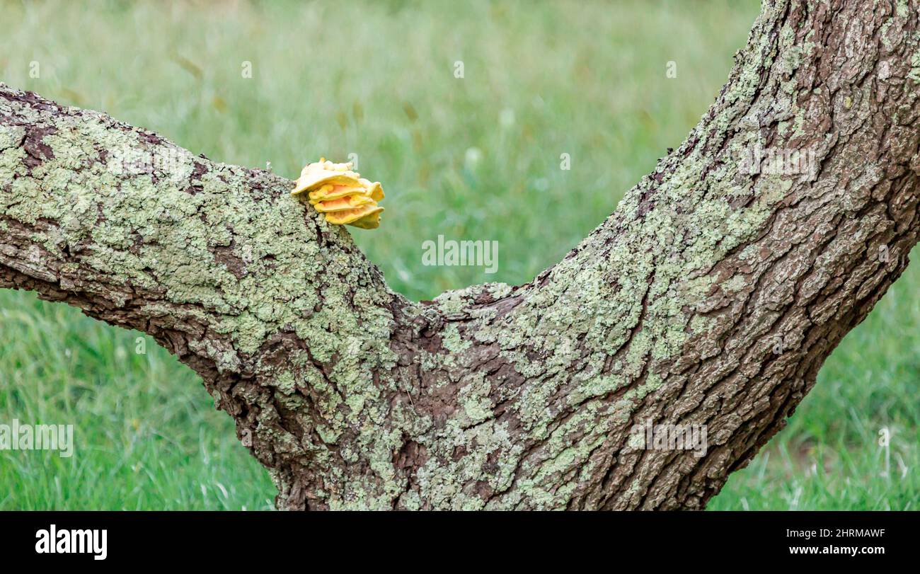 Leuchtend gelbe Bracket Pilz wächst auf einem Baum Stockfoto