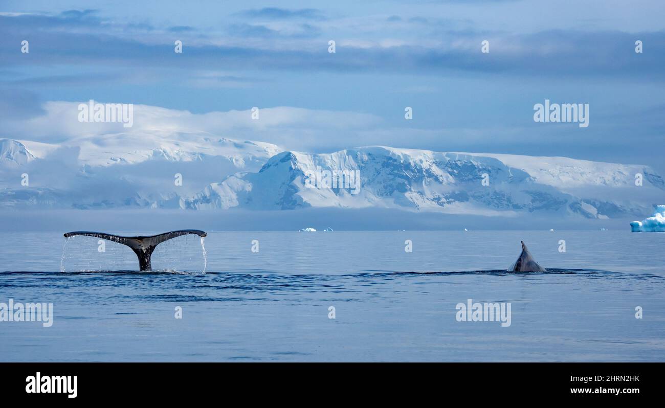 Ein Buckelwal, Megaptera novaeangliae in einer geschützten Bucht mit Gletschern entlang der Halbinsel Antarktis Stockfoto