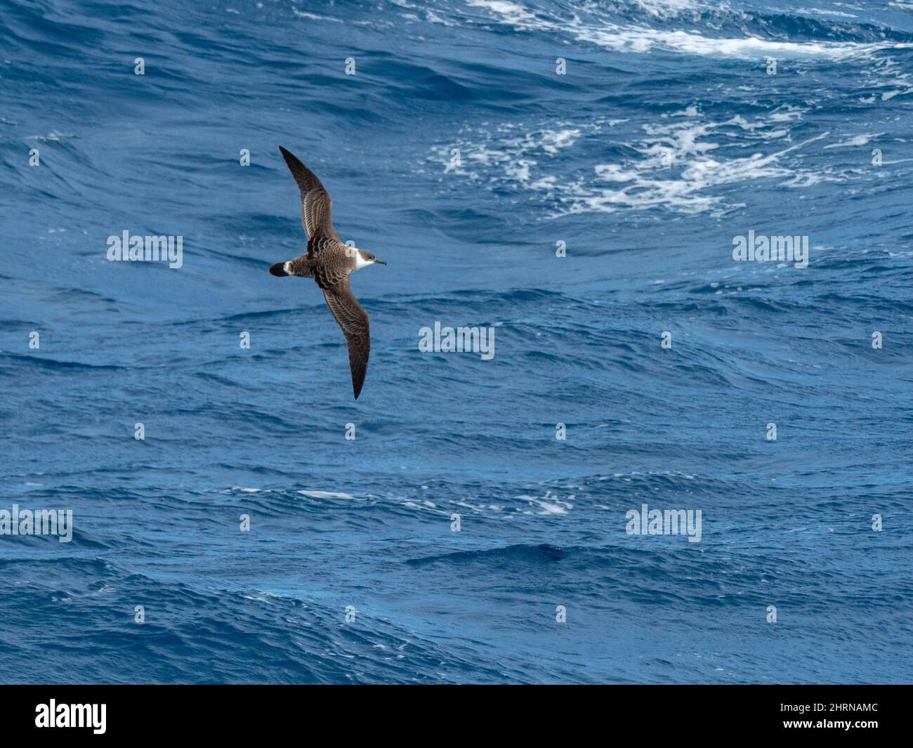 Great Shearwater, Ardenna gravis, ein Seevögelchen im südlichen Ozean in der Nähe der Falklands und Südgeorgien Stockfoto