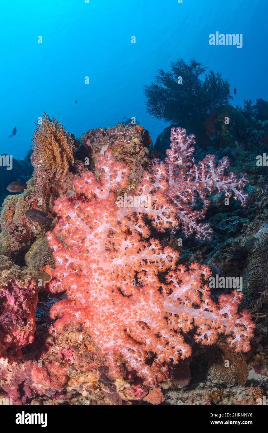 Klunzingers Soft Coral, Dendronephthya klunzingeri, Menjangan Island, Bali Barat Marine Park, Bali, Indonesien, Pazifik Stockfoto