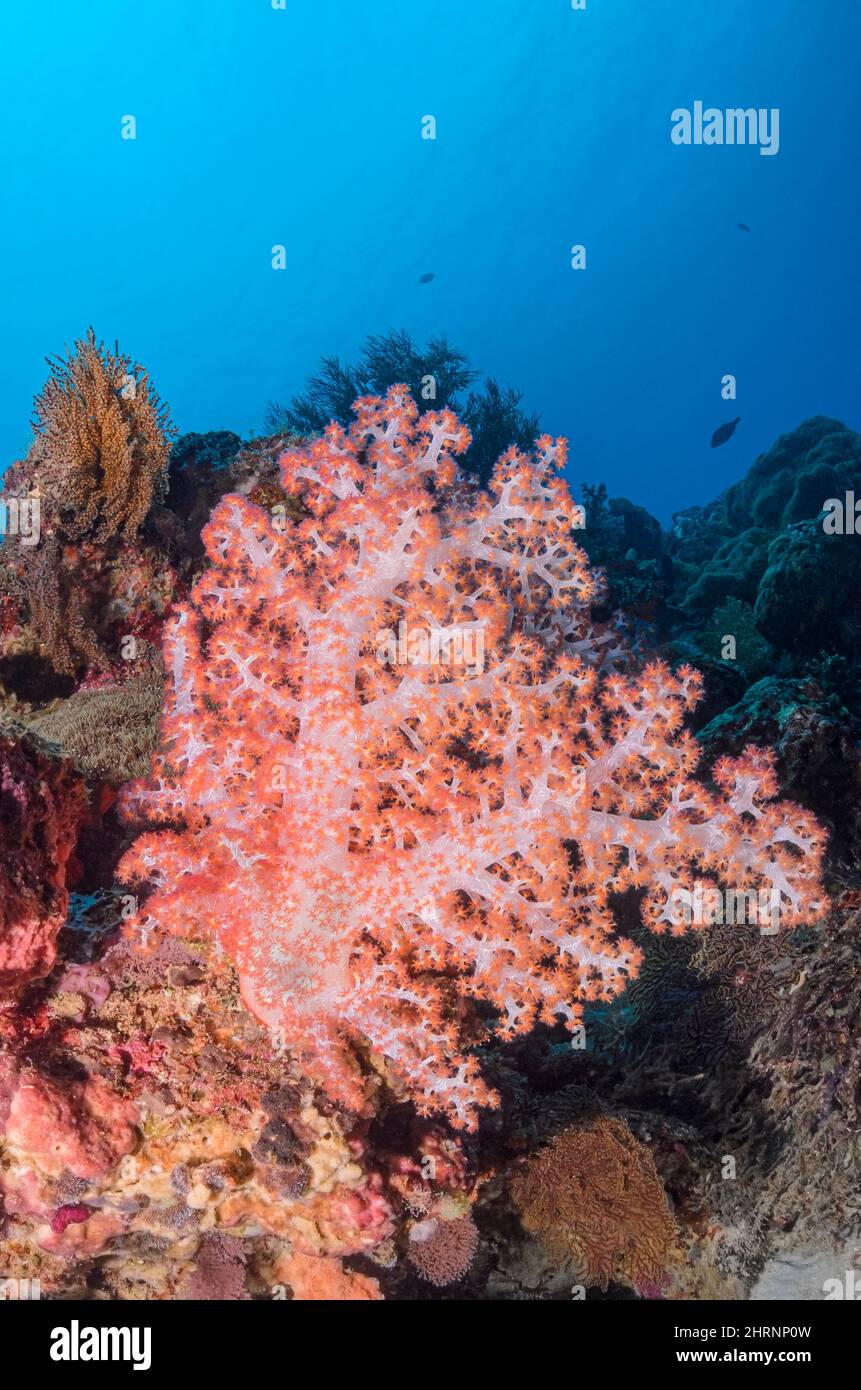 Klunzingers Soft Coral, Dendronephthya klunzingeri, Menjangan Island, Bali Barat Marine Park, Bali, Indonesien, Pazifik Stockfoto