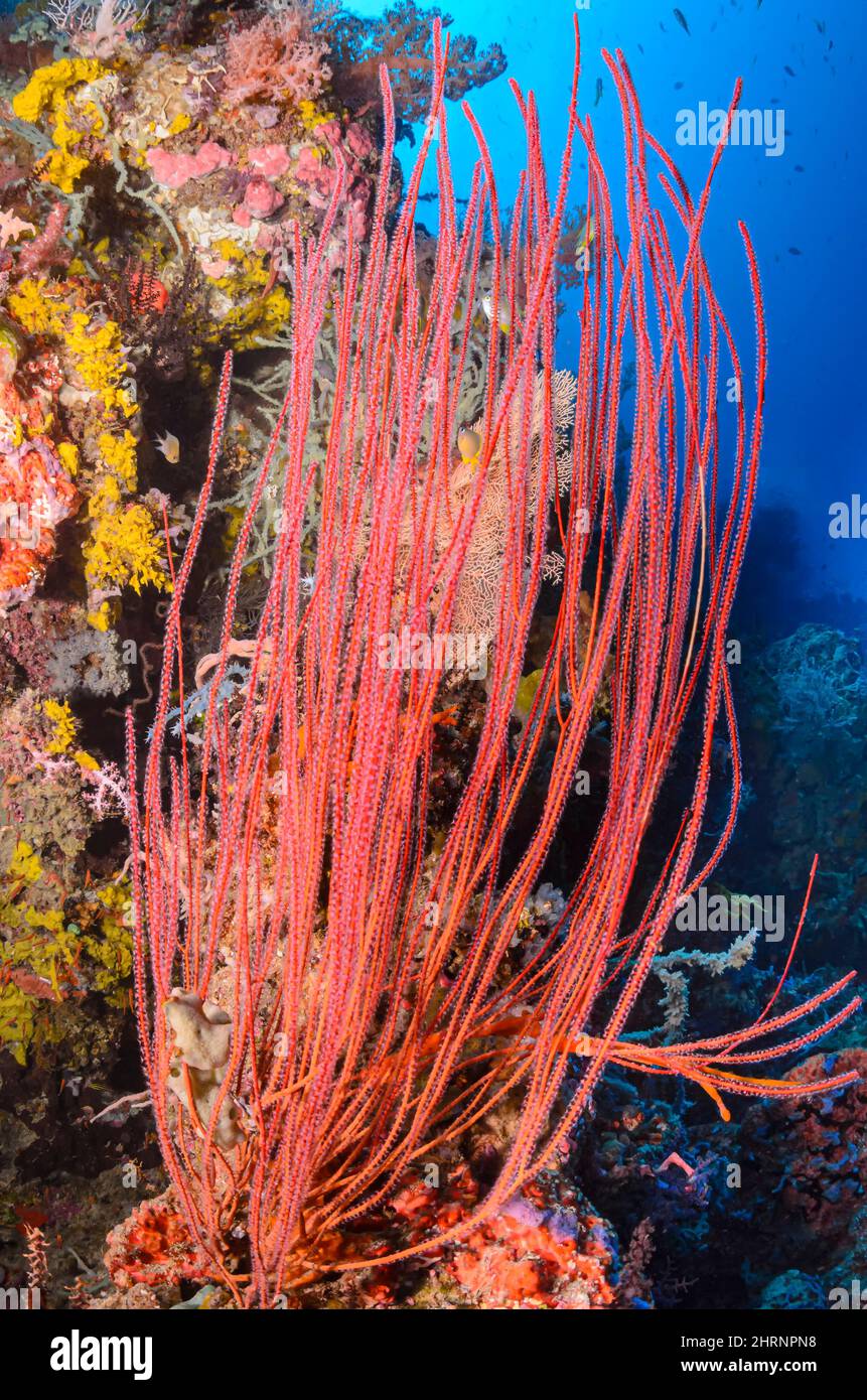 Sea Whips, Ellisella ceratophyta, Menjangan Island, Bali Barat Marine Park, Bali, Indonesien, Pazifik Stockfoto