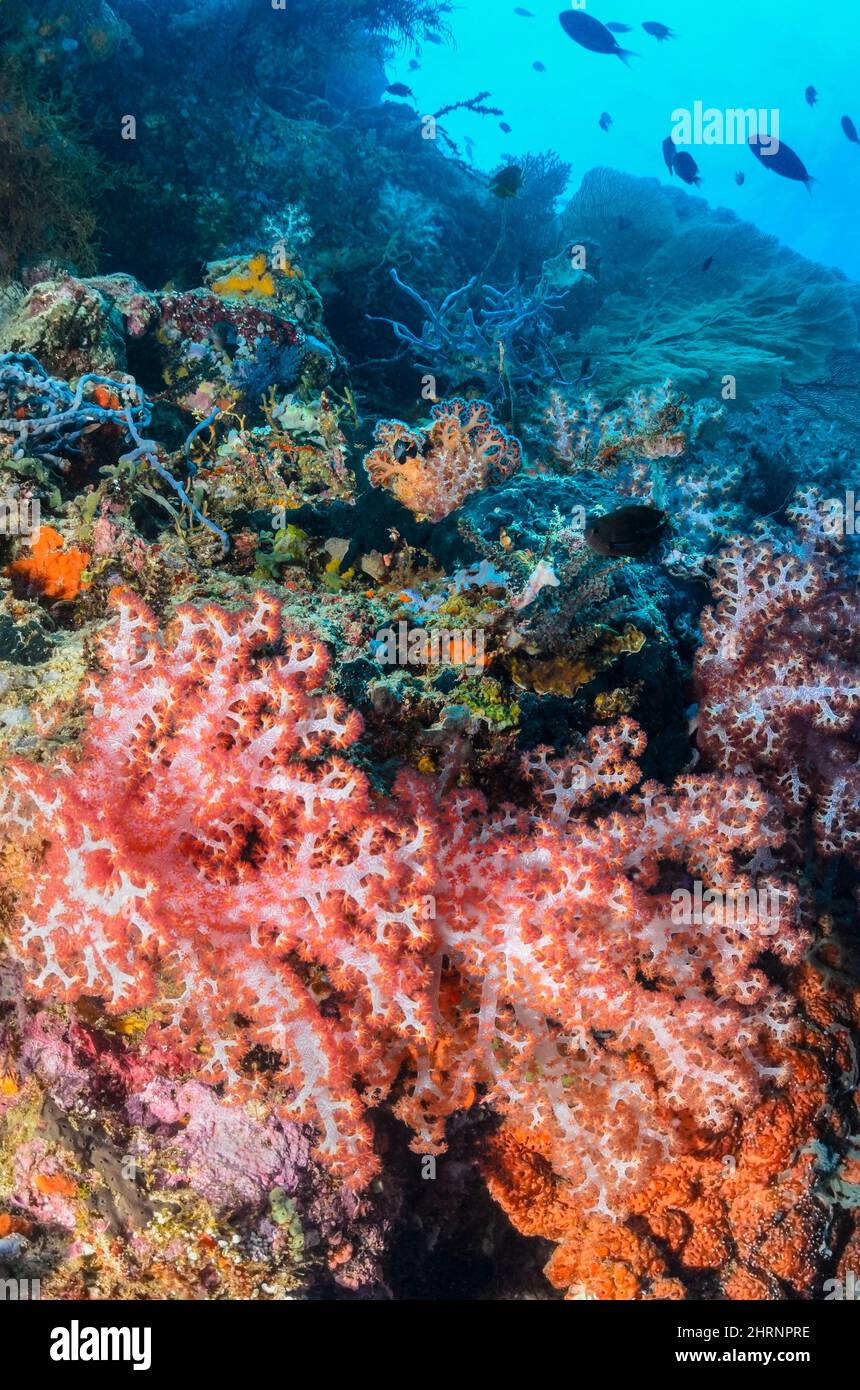 Klunzingers Soft Coral, Dendronephthya klunzingeri, Menjangan Island, Bali Barat Marine Park, Bali, Indonesien, Pazifik Stockfoto