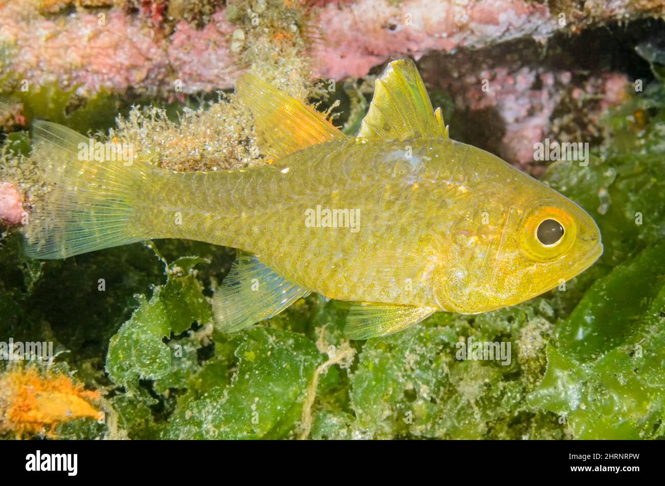 Frostfin-Kardinalfisch, Ostarhynchus hoevenii, Gilimanuk Bay, Bali, Indonesien, Pazifik Stockfoto