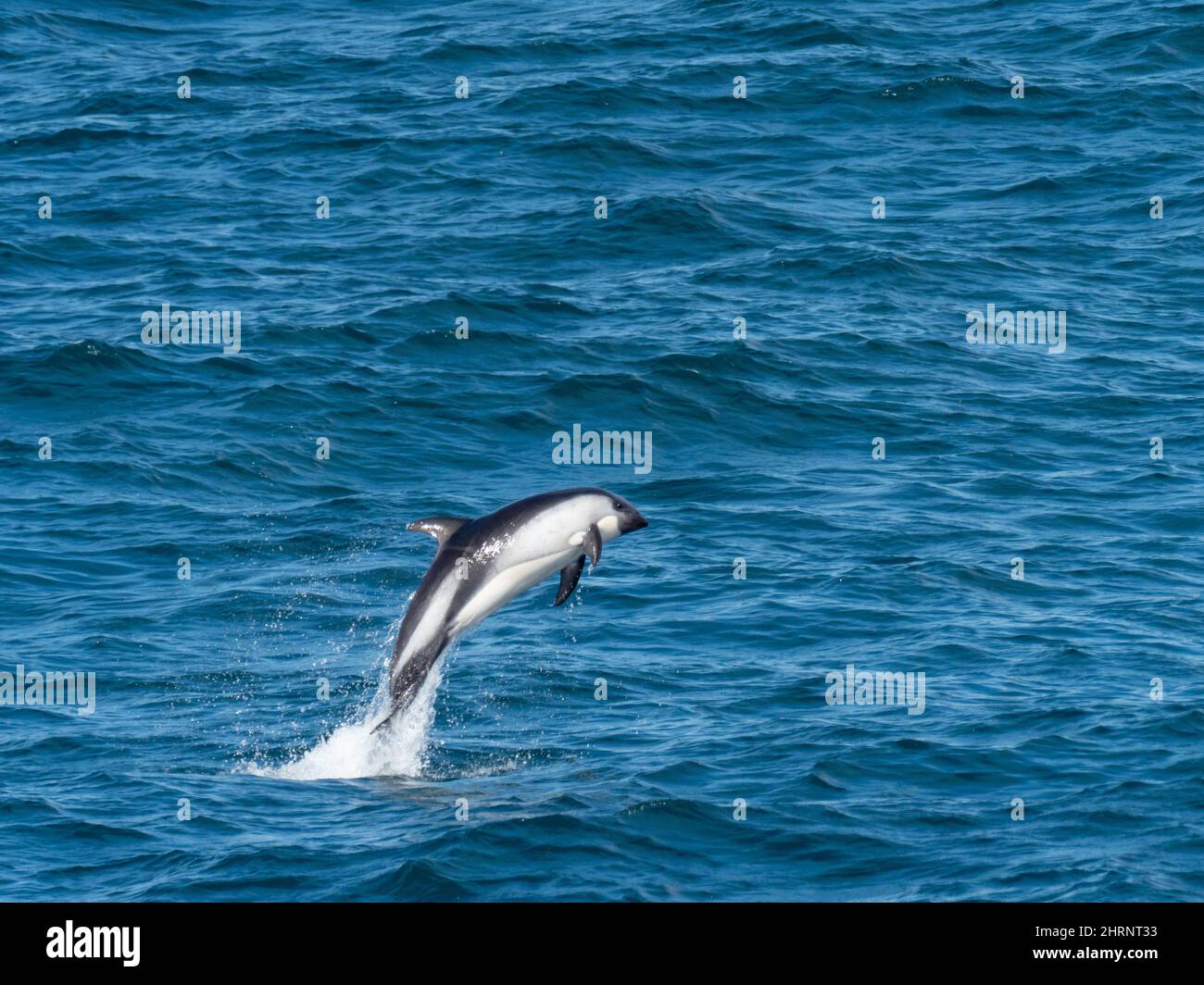 Peales Delfin, Lagenorhynchus australis, springt in den Gewässern vor Südamerika Stockfoto