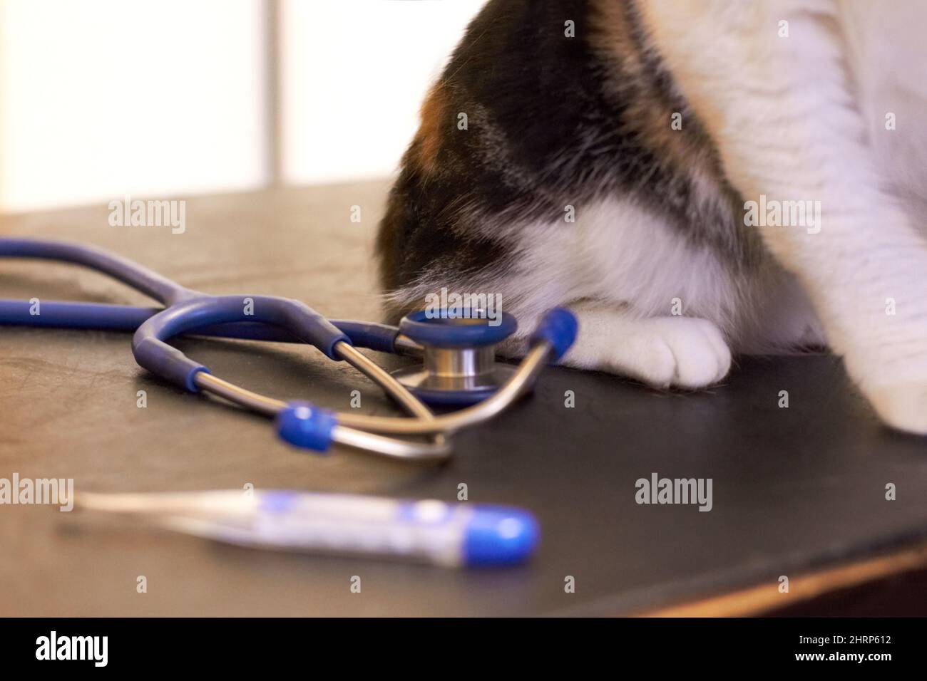 Eine Untersuchung für Ihr Haustier ist wichtig. Abgeschnittene Aufnahme einer Katze auf einem Untersuchungstisch mit Thermometer und Stethoskop. Stockfoto