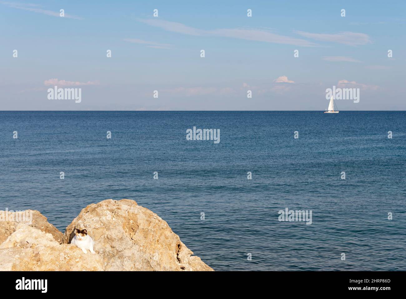 Katze Sonnenbaden auf den Felsen mit Segelboot auf dem Meer im Hintergrund Stockfoto