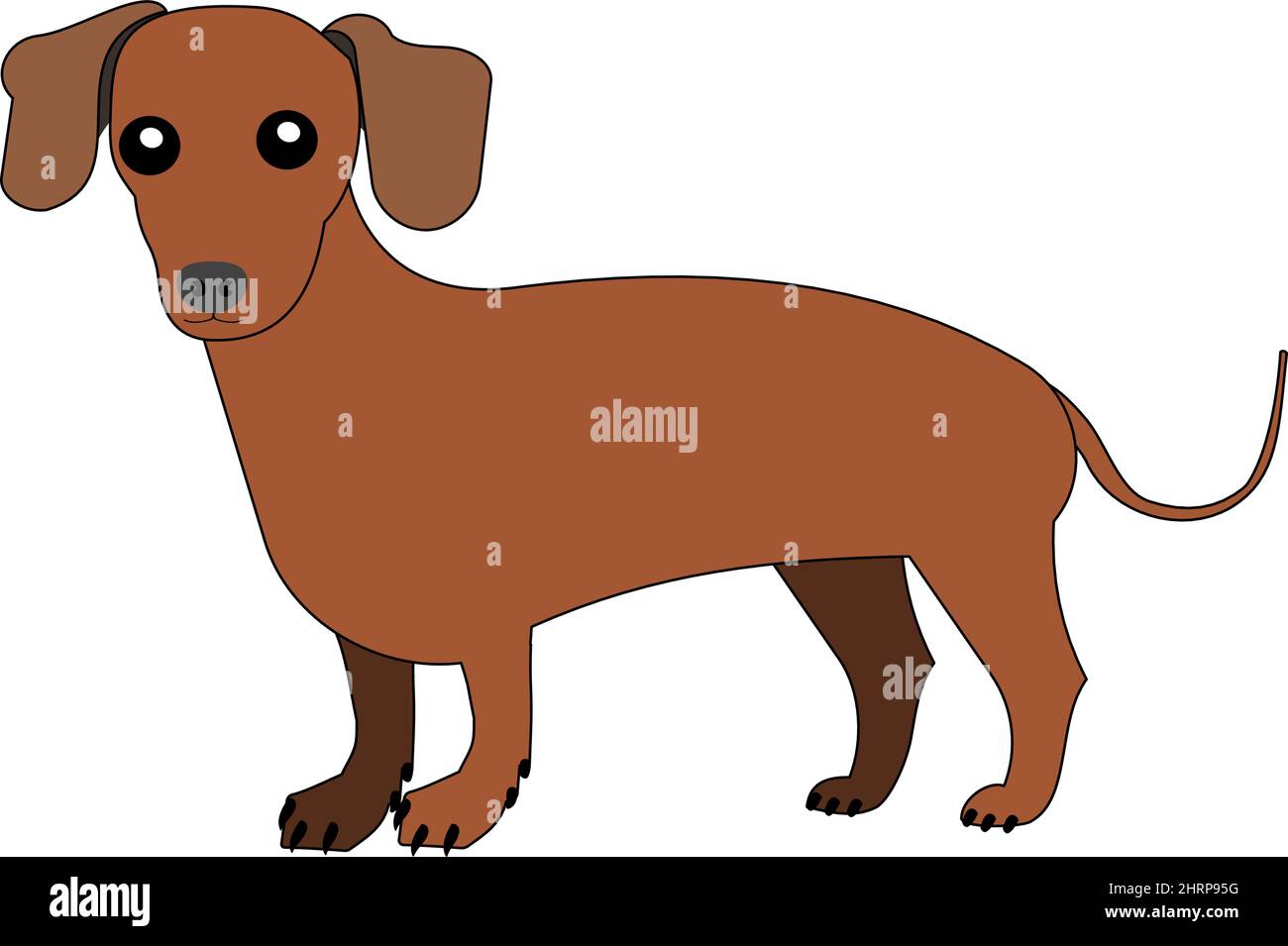 Dackel Hunde mit weißem Hintergrund Stockfoto
