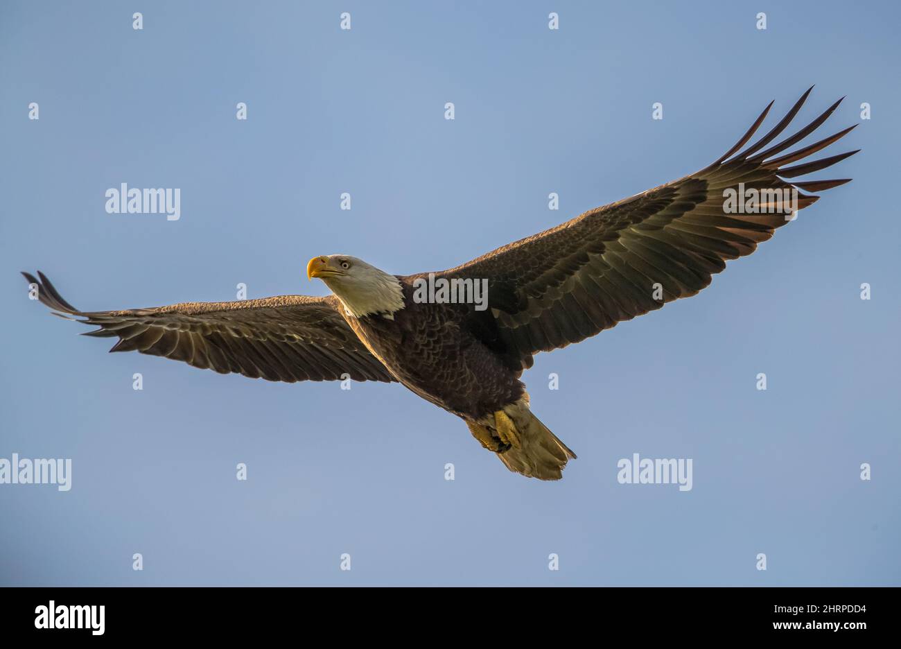 Nahaufnahme eines jungen, rot geschulterten Falken im Flug, dessen riesige Flügel am Himmel offen sind Stockfoto
