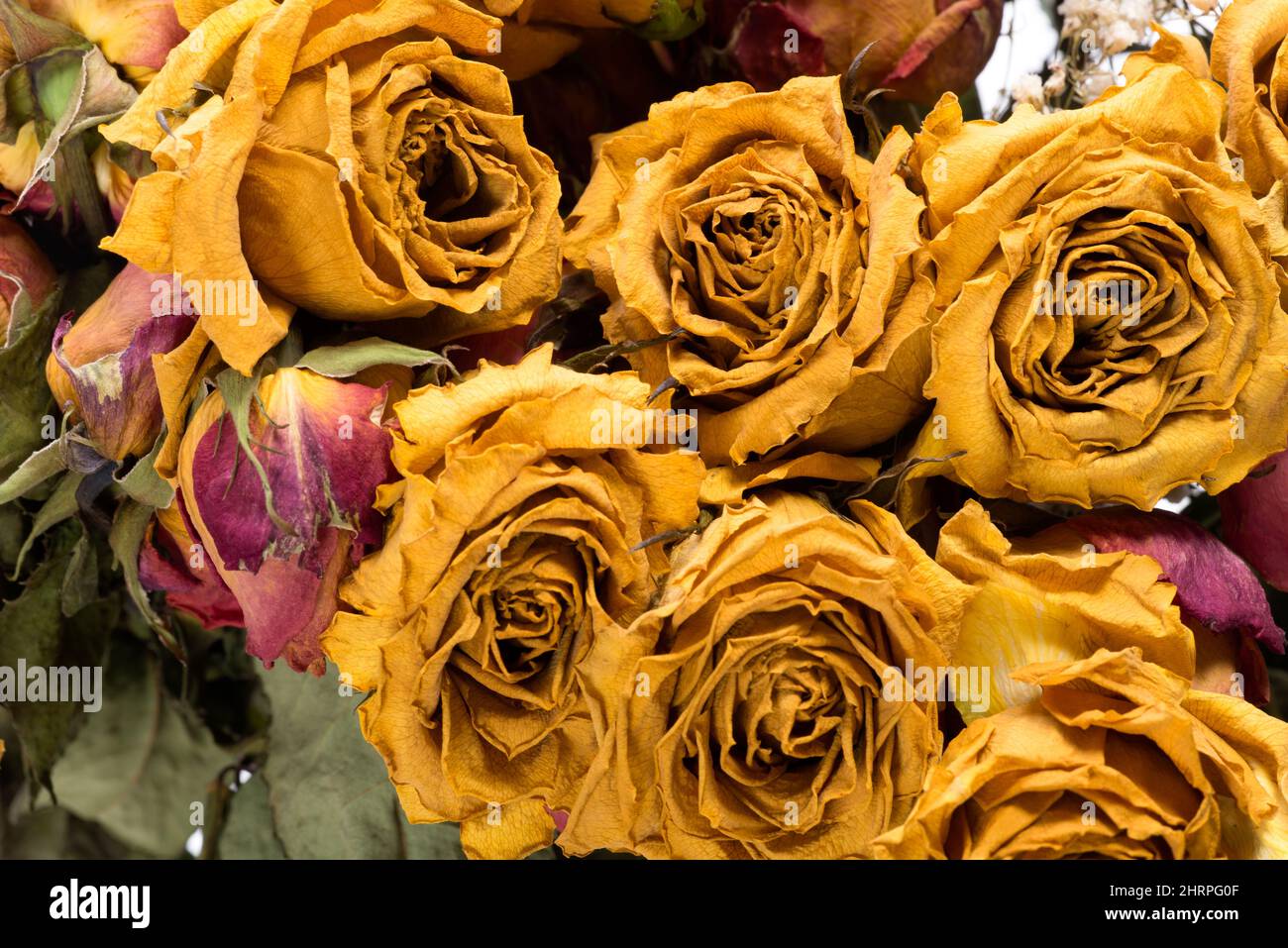 Trockene gelbe Rosen isoliert auf weißem Hintergrund. Stockfoto