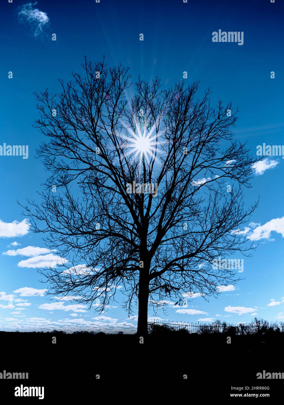 Kalte Winterbaumsilhouette mit dunkelblauem Himmel vor einer sternenklaren Sonne. Stockfoto