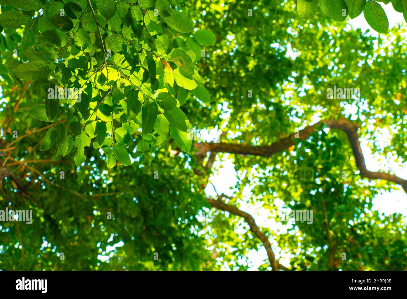 Grünes Baumflora Blatt von Burma Padauk gegen Sonnenlicht, Pterocarpus indicus Baumblatt Stockfoto