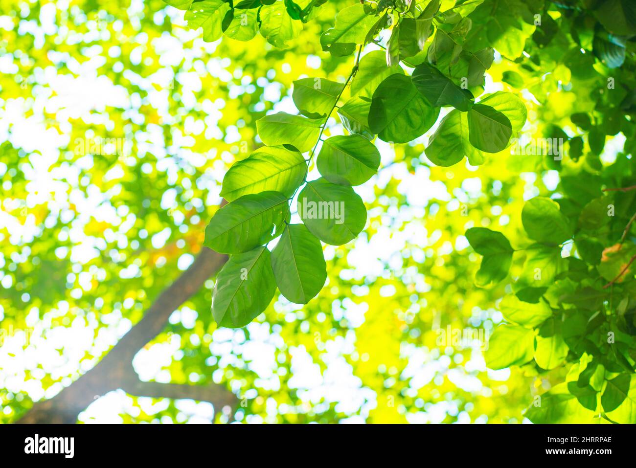 Grünes Baumflora Blatt von Burma Padauk gegen Sonnenlicht, Pterocarpus indicus Baumblatt Stockfoto